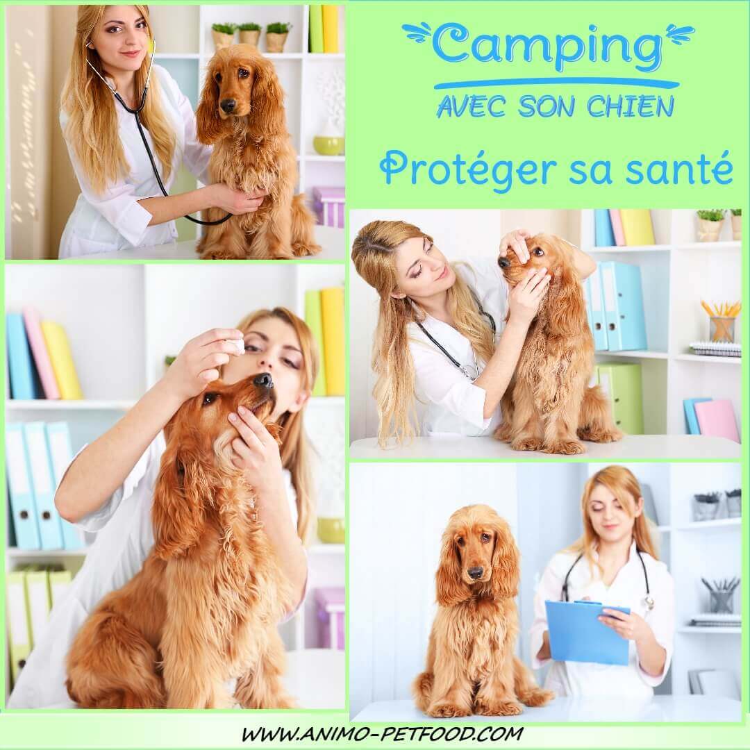 vaccination chien_vaccination chien obligatoire_vaccination chien rappel_vaccination chien rage